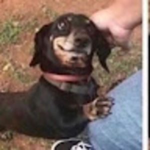 Meet your Posher, Devin